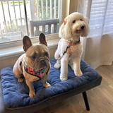 Entry image for Bucky and Daisy
