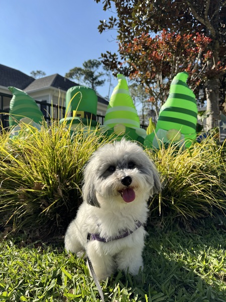 Entry image for Chauncey . Clicking this image will show a larger photo