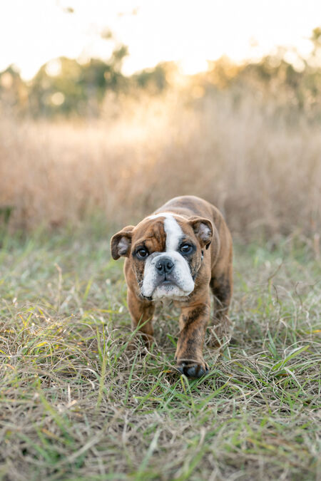 Entry image for Dozer. Clicking this image will show a larger photo