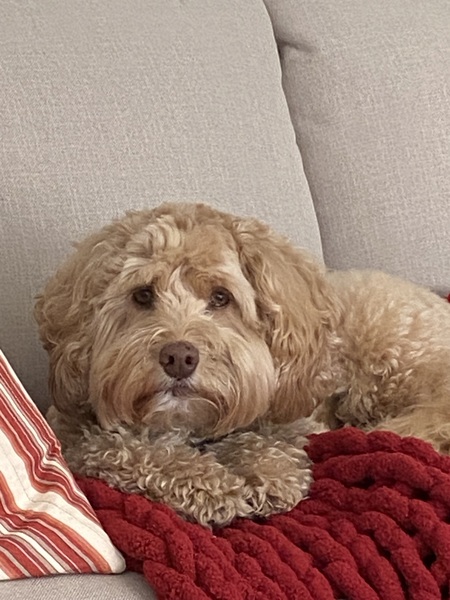 Entry image for Marley. Clicking this image will show a larger photo