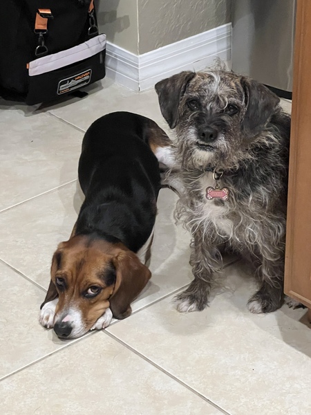 Entry image for ReyRey & Pixel. Clicking this image will show a larger photo