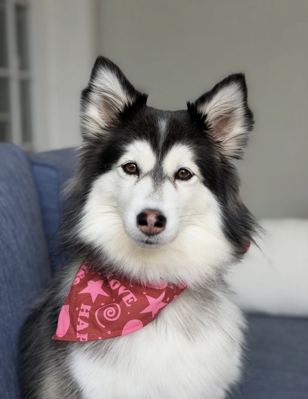Entry image for Piper. Clicking this image will show a larger photo