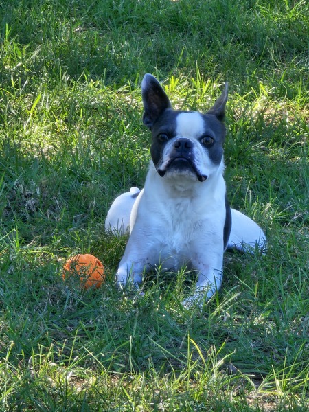 Entry image for Zoey. Clicking this image will show a larger photo