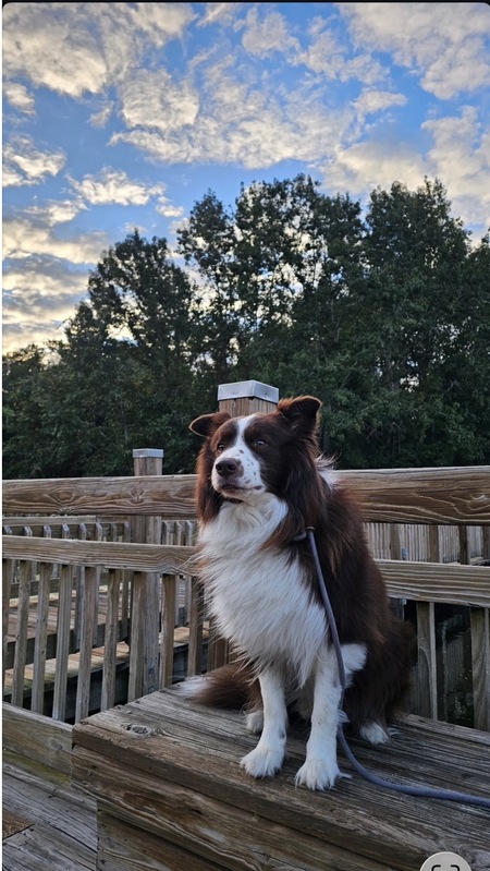 Entry image for Ziggy . Clicking this image will show a larger photo