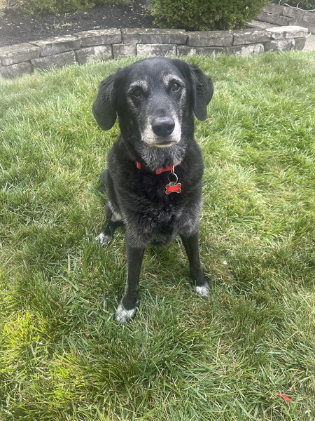 Entry image for Hunter. Clicking this image will show a larger photo