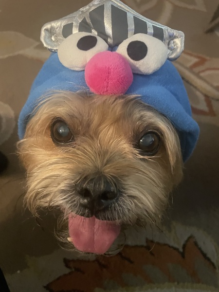 Entry image for Grover . Clicking this image will show a larger photo