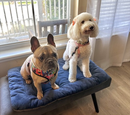 Entry image for Bucky and Daisy. Clicking this image will show a larger photo