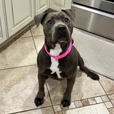 Entry image for Dora