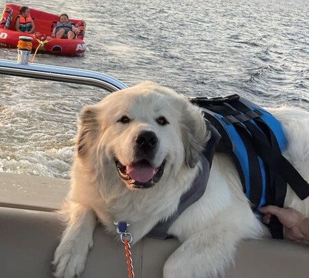 Entry image for Winston. Clicking this image will show a larger photo
