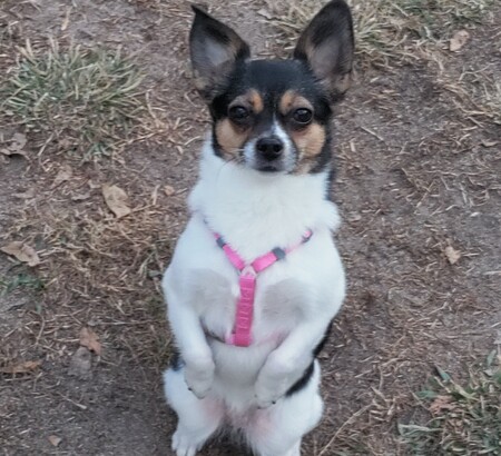 Entry image for Binky. Clicking this image will show a larger photo
