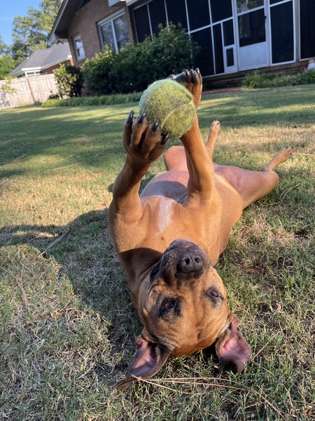 Entry image for Nala. Clicking this image will show a larger photo