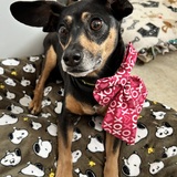 Entry image for Rosie