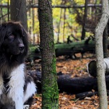 Entry image for Moose