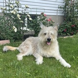 Entry image for Leo