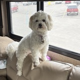 Entry image for Daisy 