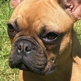 Entry image for Stella