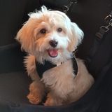 Entry image for Cooper