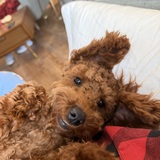 Entry image for Lucy