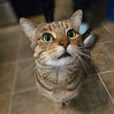Entry image for Charlie 