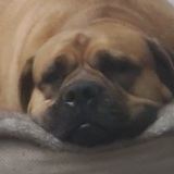 Entry image for Manatee