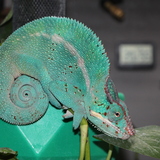 Entry image for Oscar 