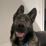 Entry image for Moose