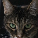 Entry image for Cleo