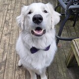 Entry image for Binky