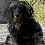 Entry image for Poppy