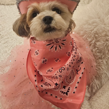 Entry image for Coco 