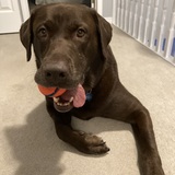 Entry image for Finn