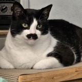 Entry image for Molly Mustache