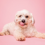Entry image for Tater