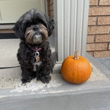 Entry image for Stella