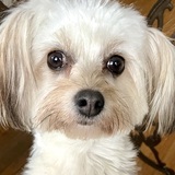 Entry image for Lulu