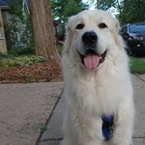 Entry image for Koda William Evans 