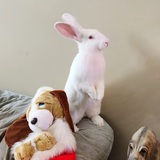 Entry image for Rupert 
