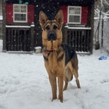 Entry image for Kovu