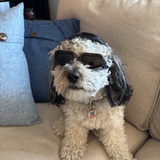 Entry image for Oliver (Ollie)