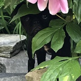 Entry image for Ollie
