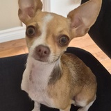 Entry image for Peanut