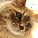 Entry image for Leo