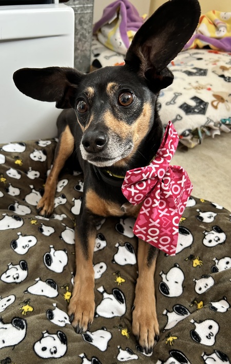 Entry image for Rosie. Clicking this image will show a larger photo