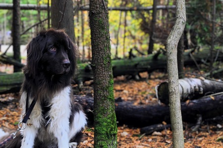 Entry image for Moose. Clicking this image will show a larger photo