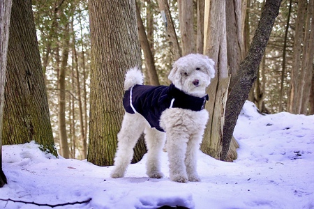 Entry image for Dudley. Clicking this image will show a larger photo