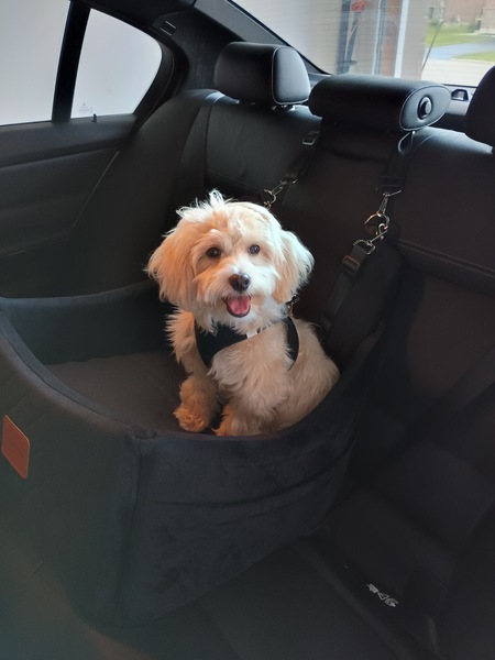 Entry image for Cooper. Clicking this image will show a larger photo