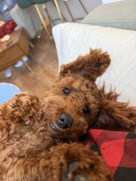 Entry image for Lucy. Clicking this image will show a larger photo