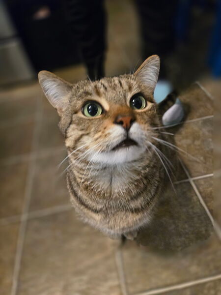 Entry image for Charlie . Clicking this image will show a larger photo
