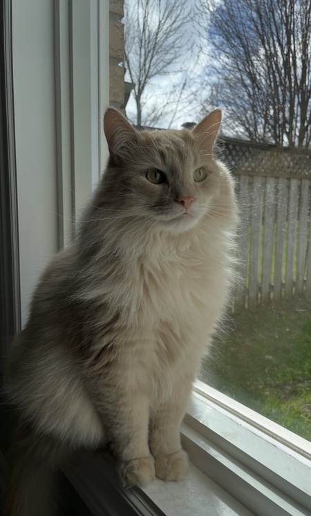 Entry image for Goose. Clicking this image will show a larger photo