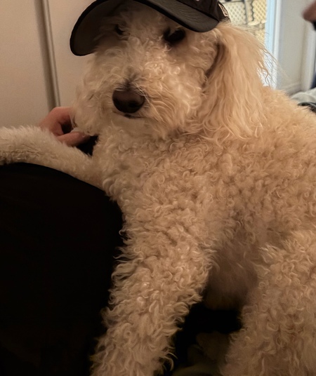Entry image for Chewy . Clicking this image will show a larger photo
